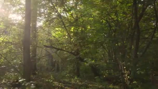 Bosque otoñal con árboles durante el día — Vídeos de Stock