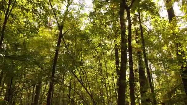 Foresta autunnale con alberi di giorno — Video Stock