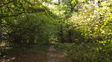 Gündüzleri ağaçlı sonbahar ormanı