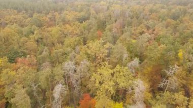 Gündüzleri ağaçlı sonbahar ormanı
