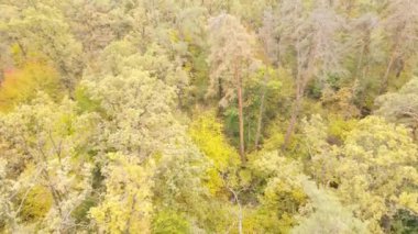 Gündüzleri ağaçlı sonbahar ormanı