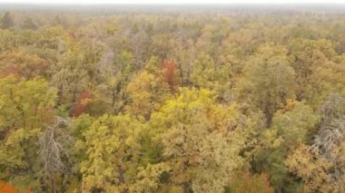 Gündüzleri ağaçlı sonbahar ormanı