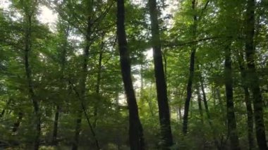 Gündüzleri ağaçlı sonbahar ormanı