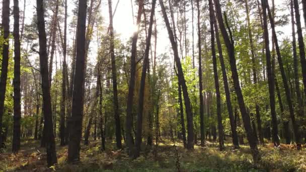 Gündüzleri ağaçlı sonbahar ormanı — Stok video