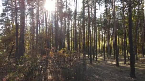 낮 에는 나무가 있는 가을 숲 — 비디오