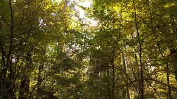 Efterårsskov med træer om dagen – Stock-video