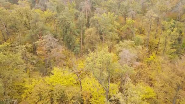 Φθινοπωρινό δάσος με δέντρα τη μέρα — Αρχείο Βίντεο