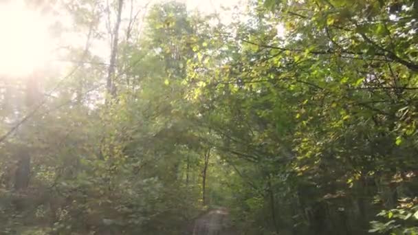 Herfstbos met bomen overdag — Stockvideo