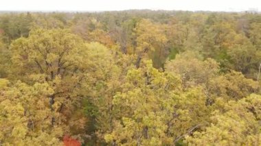 Gündüzleri ağaçlı sonbahar ormanı