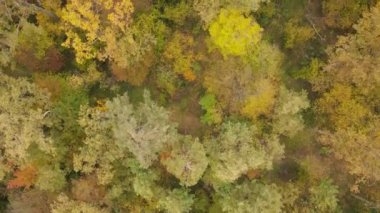 Gündüzleri ağaçlı sonbahar ormanı