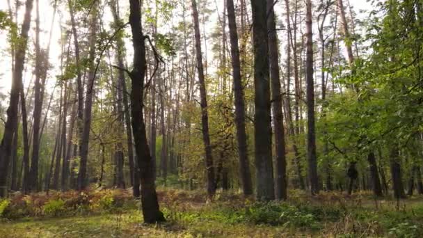 Podzimní les se stromy ve dne — Stock video