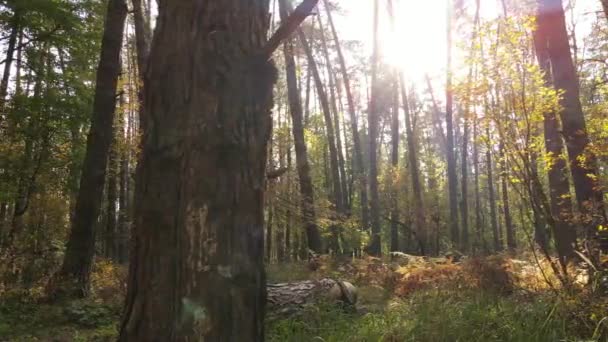 Herbstwald bei Tag mit Bäumen — Stockvideo