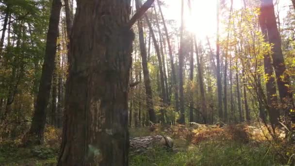 Höstskog med träd på dagen — Stockvideo