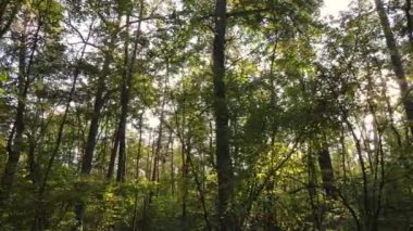 Gündüzleri ağaçlı sonbahar ormanı