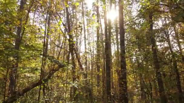 Herfstbos met bomen overdag — Stockvideo