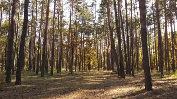 Foresta autunnale con alberi di giorno — Video Stock