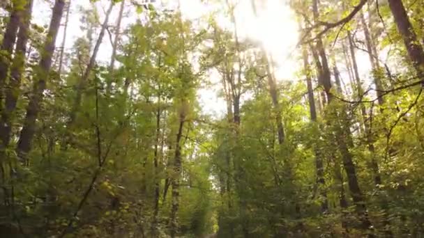 Bos met bomen in een herfstdag — Stockvideo