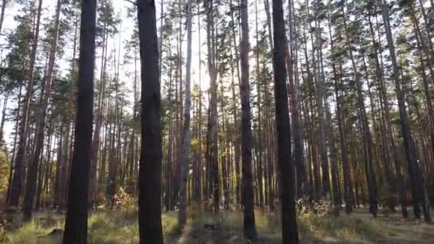 가을에 나무가 있는 숲 — 비디오