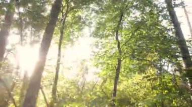 Bir sonbahar gününde ağaçlı orman