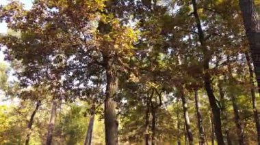 Bir sonbahar gününde ağaçlı orman