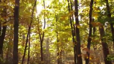 Bir sonbahar gününde ağaçlı orman