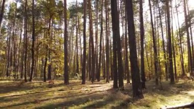 Bir sonbahar gününde ağaçlı orman