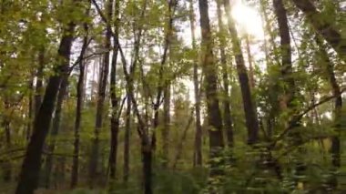 Bir sonbahar gününde ağaçlı orman