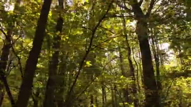 Forêt avec des arbres dans un jour d'automne — Video