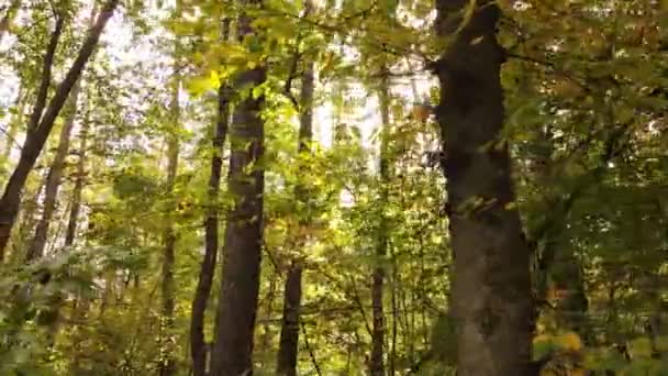 Wald mit Bäumen an einem Herbsttag — Stockvideo