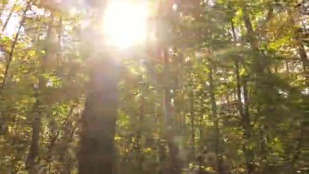 Foresta con alberi in una giornata autunnale — Video Stock