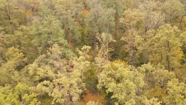 秋の日に木のある森 — ストック動画