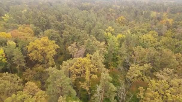Las z drzewami w jesienny dzień — Wideo stockowe