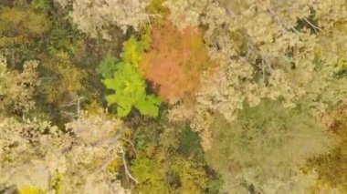 Bir sonbahar gününde ağaçlı orman