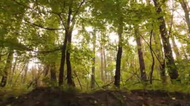 Bir sonbahar gününde ağaçlı orman