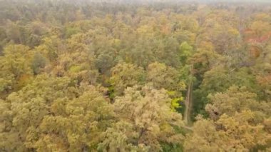 Bir sonbahar gününde ağaçlı orman