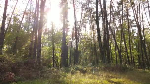 Wald mit Bäumen an einem Herbsttag — Stockvideo