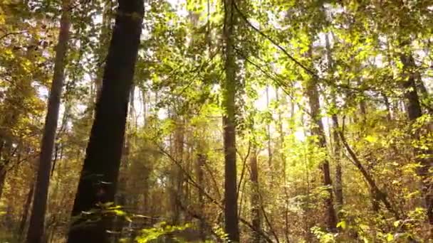 Forest with trees in an autumn day — Stock Video