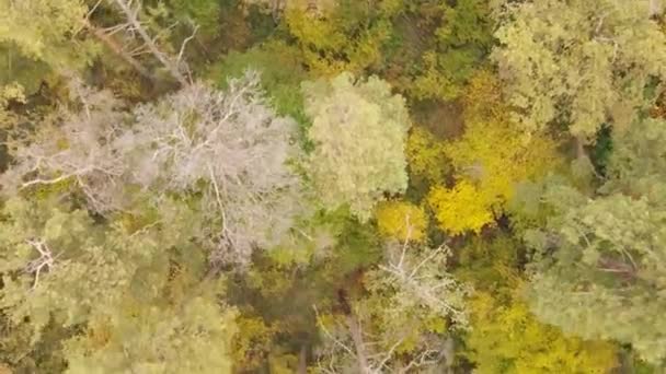 Wald mit Bäumen an einem Herbsttag — Stockvideo