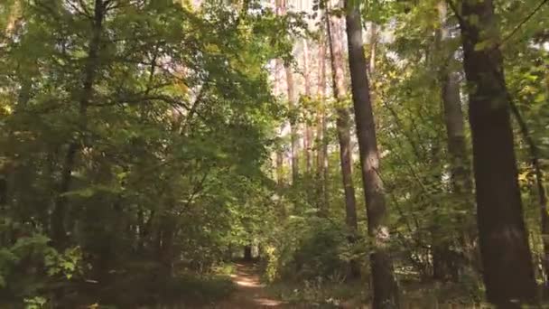 Bosque con árboles en un día de otoño — Vídeo de stock