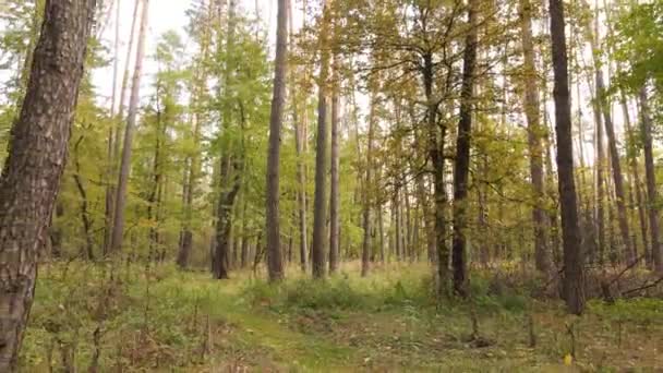 Forêt avec des arbres dans un jour d'automne — Video