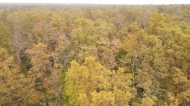 Bir sonbahar gününde ağaçlı orman