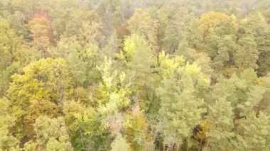 Bir sonbahar gününde ağaçlı orman