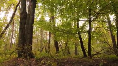 Bir sonbahar gününde ağaçlı orman