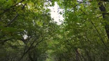 Bir sonbahar gününde ağaçlı orman