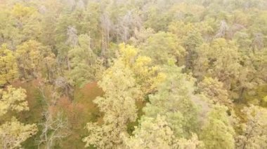 Bir sonbahar gününde ağaçlı orman