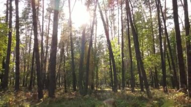 Bir sonbahar gününde ağaçlı orman