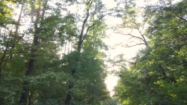 Foresta con alberi in una giornata autunnale — Video Stock