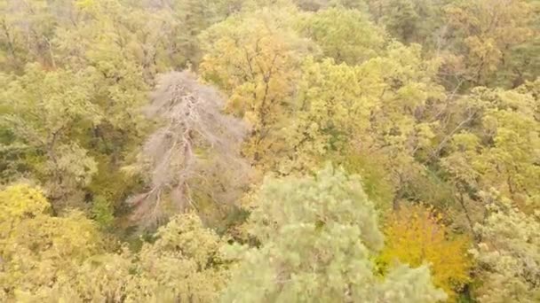 Лес с деревьями в осенний день — стоковое видео