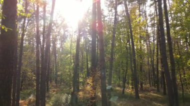 Bir sonbahar gününde ağaçlı orman