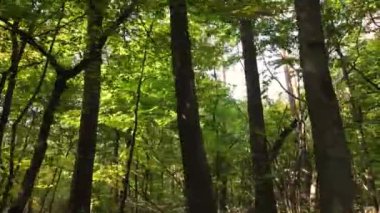 Bir sonbahar gününde ağaçlı orman